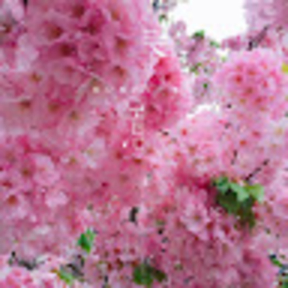 Meet your Posher, Chloe